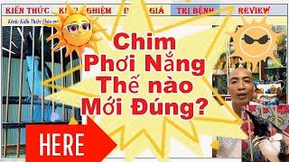 Chia sẻ về Phơi nắng Sáng cho Chim chào mào Thi Đấu thế nào là đúng?