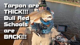 Preview Tarpon are Thick and Bull Reds Schools are BACK!!!