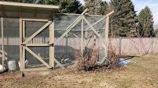 Chicken Coop clean up with "Collie And The Gardener" #chickens #gardening #backyardchickens