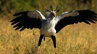 Secretary Bird The Quick Stomper!