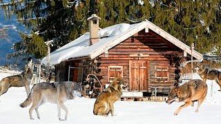 Волки окружили дом лесника. Но дальше произошло невероятное!