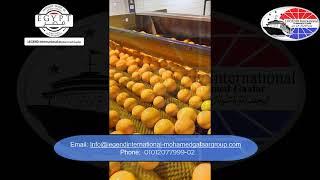 البرتقال المصري - موالح ،  Fresh natural Orange -From Legend international-Mohamed Gaafar Group