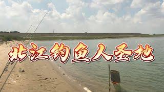 北江水質一流，釣魚人最愛釣點，海竿中土鯪，手竿拉河豚白條羅非