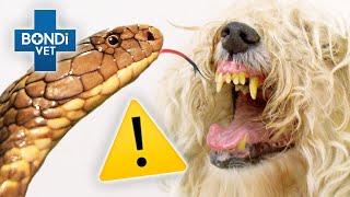 VETS BEWARE! Most Dangerous Patients ️ | Bondi Vet Compilation | Bondi Vet