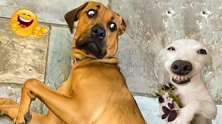 New Funny Animals  - Funniest CATS And DOGS  2024 - Part 12