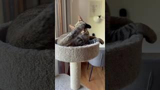 WHEN MR PAWS: The Tail Wiggle Show!