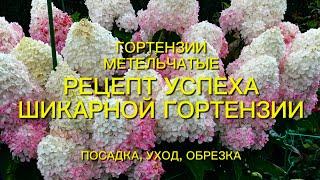 Как вырастить шикарную гортензию метельчатую ???  Отвечу на все Ваши вопросы