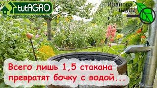 БОЧКУ С ВОДОЙ превратил В БОЧКУ С БАЛЬЗАМОМ ДЛЯ РАСТЕНИЙ! ЖИВИТЕЛЬНЫЙ БАЛЬЗАМ, КОТОРЫЙ РАСТЕТ САМ!