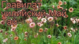 Гравилат чилийский Май Тай (geum chiloense mai tai)  обзор: как сажать, саженцы гравилата Май Тай