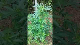 Hawaii outdoor organic Cannabis  big KUSH genetics.