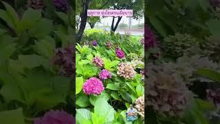 ปูซาน เกาหลีใต้ เดือน พ.ค ถึง ก.ค. ช่วงไฮเดรนเยีย สีพาสเทล หลากหลายสีบานท่ามกลางธรรมชาติ #thaพาลุย