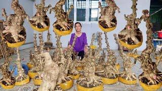 Cây kiểng giá rẻ 29/5 Mai Chiếu Thủy Gò Công hoành to đế đẹp | vườn Nhật Truyền