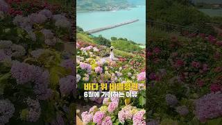 애니메이션 힌장면 같은 바다 위 비밀의 섬 #쑥섬 #수국 #애도 #고흥여행 #6월여행