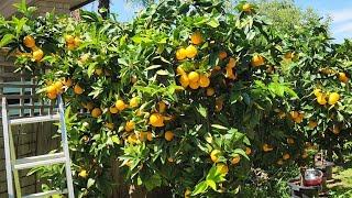 I Finally Pruned My Four Metre Orange Tree In HALF!