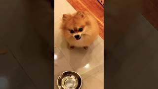 This Pomeranian Needs a Lawyer ￼