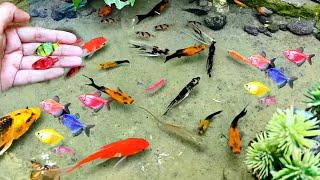 Cute Animals  ornamental fish koi fish Koki fish catfish betta fish Aligator Animals Videos