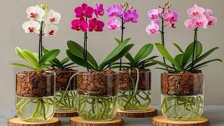 How to Rescue Orchids: Revive Them Easily!