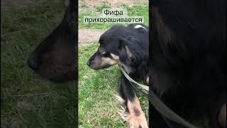 Молодая собачка Фифа всех ждёт в гости #shortvideo #youtubeshorts #dog #собака
