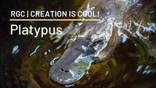 Frankenstein Done Right! | Platypus | Creation is Cool