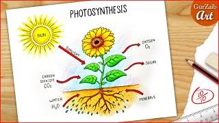 Photosynthesis Diagram Drawing CBSE / easy way / labeled Science project