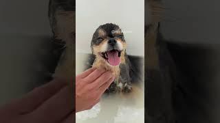 Cute Pomeranian enjoys bath time ​⁠using @sirius-alpha  #dog #pomeranian