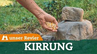 Tipps zur Kirrung für Schwarzwild | Darauf musst du achten | unser Revier | #77