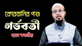 কোরবানির পশুর পেটে বাচ্চা থাকলে তা করনীয় কী | গর্ভবতী পশু দিয়ে কোরবানি জায়েজ হবে কি