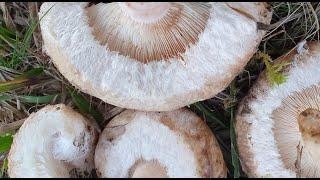 Lactarius pubescens - Lactario peludo - Bearded Milkcap  - Lactarius blumii