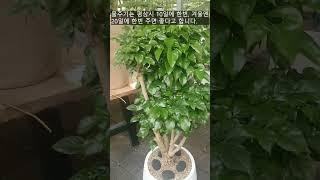 How to grow an air purification plant