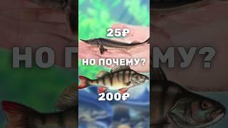 Почему Окунь дороже Осетра? Про стоимость мальков окуня и осетров для пруда #рыбы
