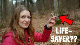 Lifesaver?️Ist THE most medicinal mushroom for survival and life-threatening diseases?