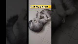 # First day of my cat #QueenAnam#️