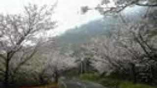 【K】 周防大島　千本桜