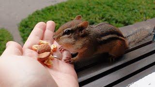 This chipmunk is a balm to my soul