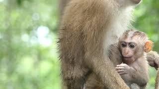 Adorable new abandon baby monkey at Sovanna group