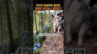 주인이 떠날까봐 불안한 댕댕이 알고보니 반전은!?