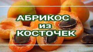 Стратификация косточек (семян,саженцы из косточек)