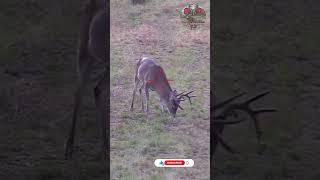 Hunting Deer | .257 Roberts 