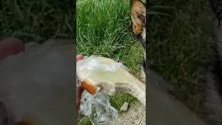 Бутер з сиром #похід #собака