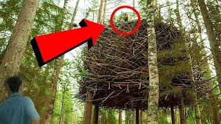 Park Ranger Entdeckt Seltsames Nest In Einem Baum - Ruft Polizei Als Er Sieht Was Drinnen Ist