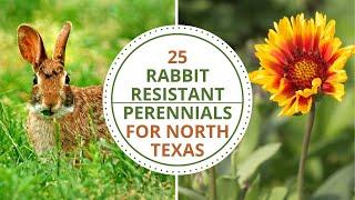 25 Rabbit Resistant Perennials for North Texas