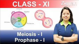Meiosis - I | Prophase - I | Cell cycle and cell division | Lecture - 7 | NEET |