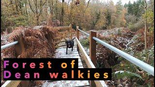 Dog TV. Hiking with my dog. Forest of Dean winter walk. Relaxing and quiet. Slow TV. Virtual Walk.