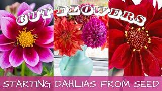 2024 Seed Starting - Dahlias From Seed  || How To Grow Dahlias From Seed