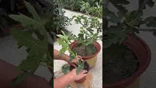 Prune fig branches and repot #farming #satisfying #garden