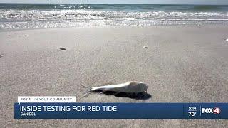 Tracking Red Tide Impacts on Sanibel