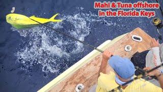 Deep Sea Fishing for Dolphin (mahi mahi) & Blackfin Tuna in Islamorada, Florida aboard Catch 22!