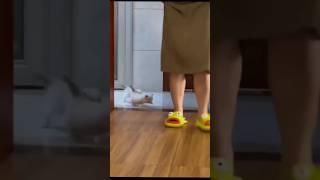 kucing bogel #viral #foryou #kucingimut #kucing #kucinglucu #funny #cat #catlover #catshorts #fyp