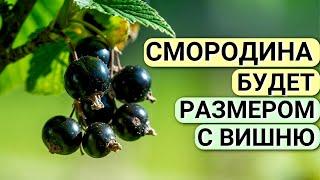 ПОДКОРМКА СМОРОДИНЫ ВЕСНОЙ. Ягода всегда КРУПНАЯ и СЛАДКАЯ. Чем подкормить смородину после зимы.