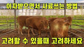 (웅부장) 사룟값 폭등!! 그래도 이자받으면서 사료쓰자~ ep.27